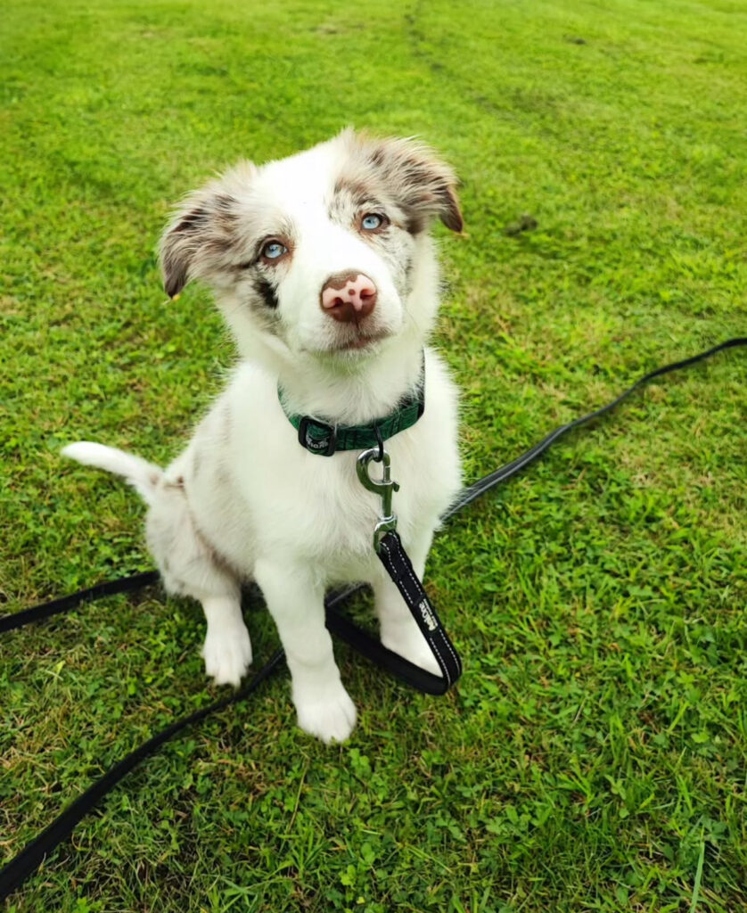 JOJO BORDER COLLIE